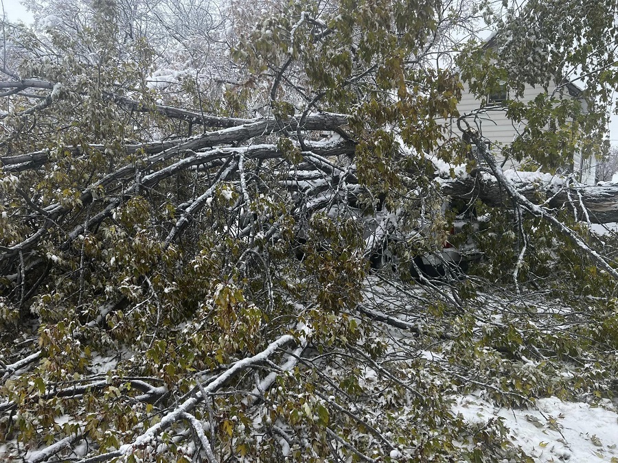 City switching focus to debris cleanup, as fallen tree branches litter